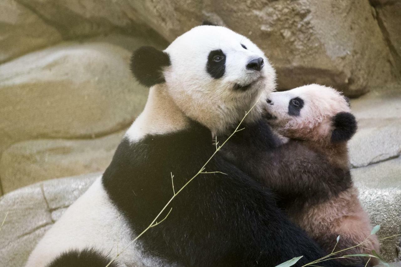 Les Gites De L'Argenterie A 15Km Du Zoo De Beauval Classes 4 Etoiles Fontguenand Екстериор снимка